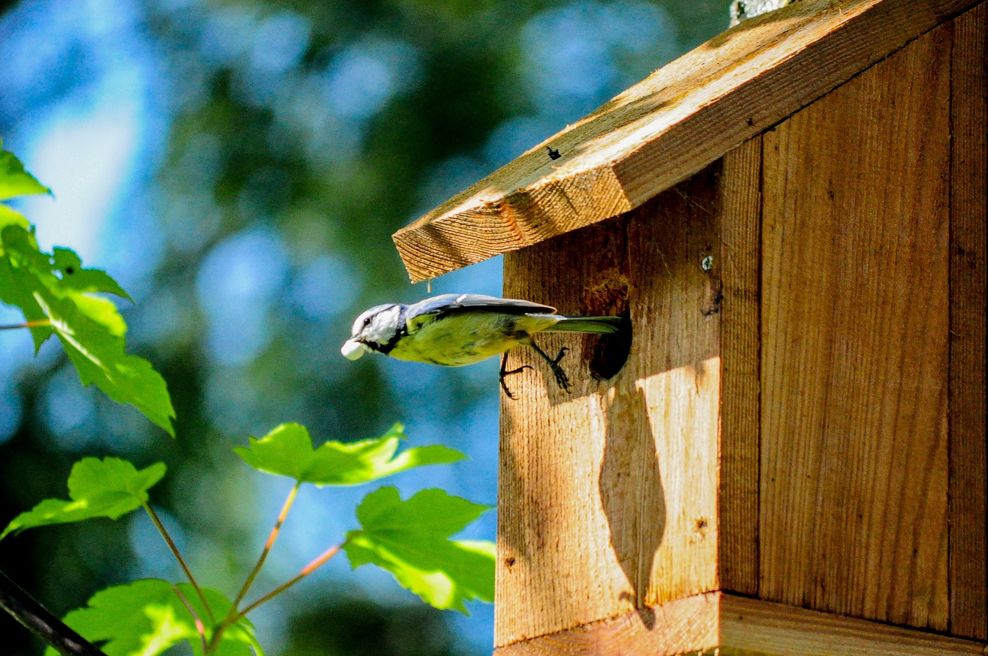 Bird exiting house